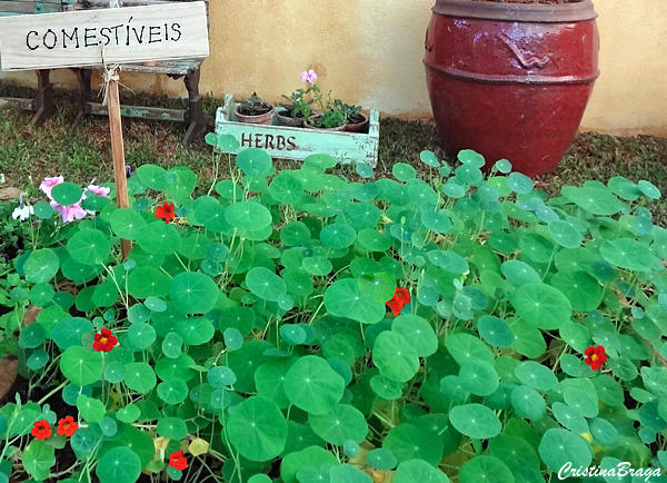 Flores Comestíveis