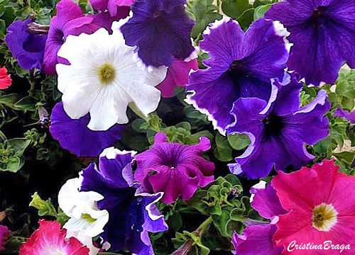 Flores Comestíveis