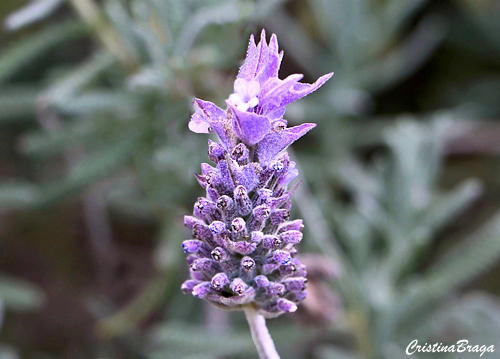 Flores Comestíveis