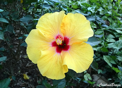 Flores Comestíveis