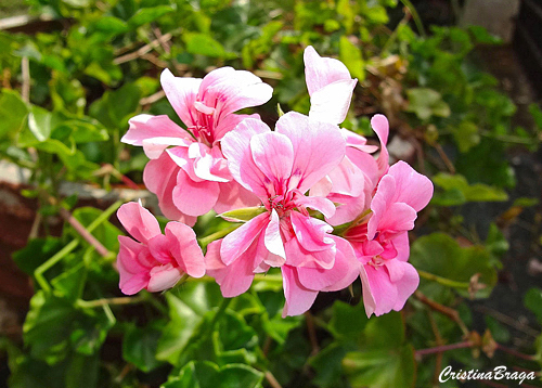 Flores Comestíveis