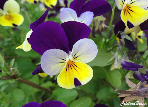 Flores Comestíveis
