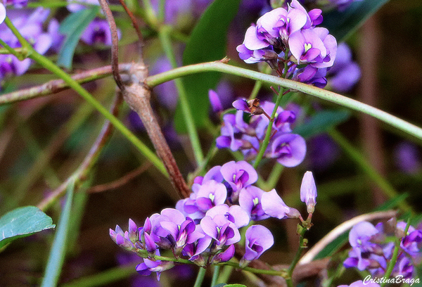 Hardenbergia violacea