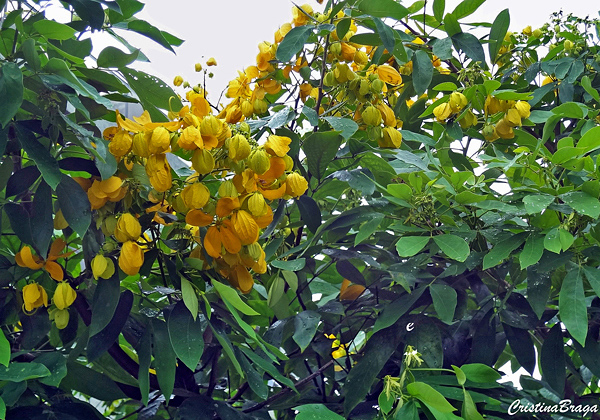 Pau fava - Senna macranthera