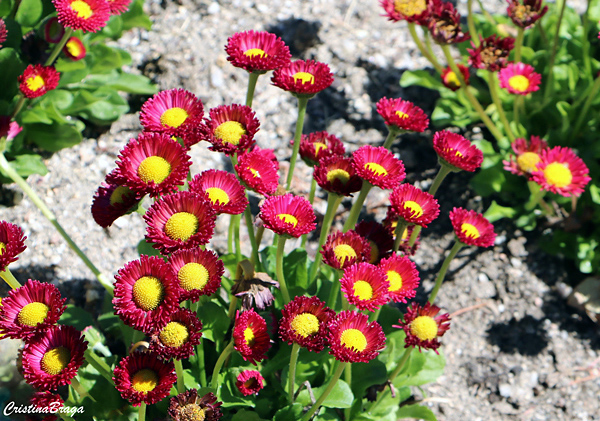 Bonina – Bellis perennis