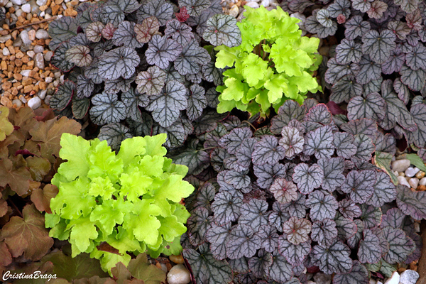 Coral Bells - Heuchera