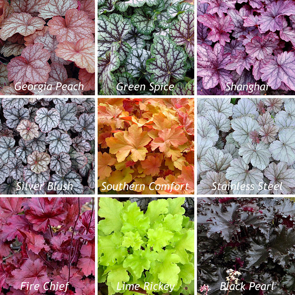 Coral Bells - Heuchera