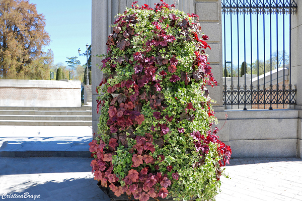 Coral Bells - Heuchera