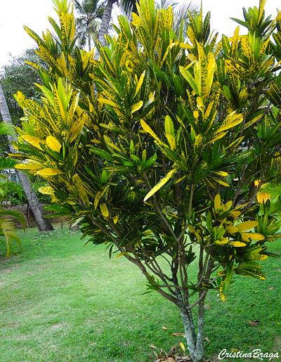 Cróton - Codiaeum variegatum