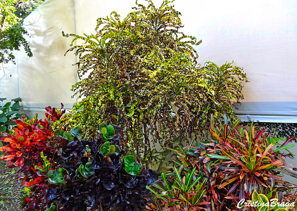 Cróton - Codiaeum variegatum