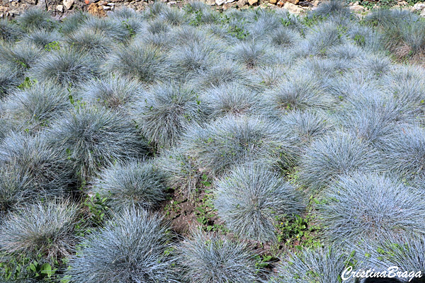 Grama Azul - Festuca glauca