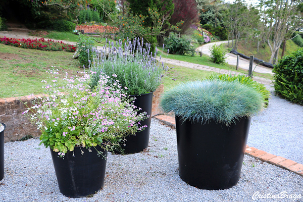 Grama Azul - Festuca glauca