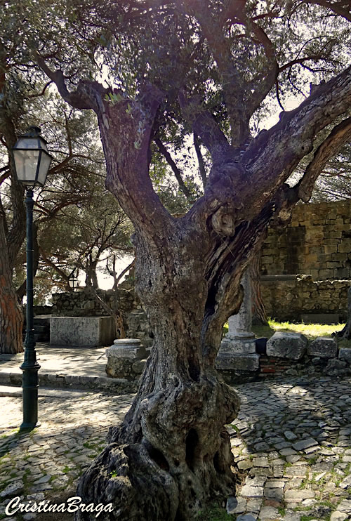 Oliveira - Olea europaea