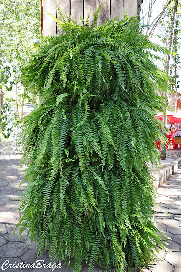 Samambaia Americana – Nephrolepis exaltata