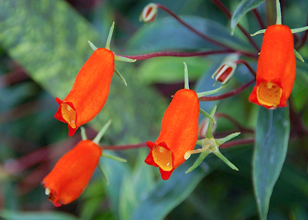 Semânia - Seemannia sylvatica