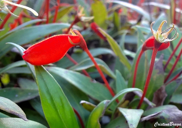 Semânia - Seemannia sylvatica