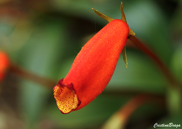 Semânia - Seemannia sylvatica