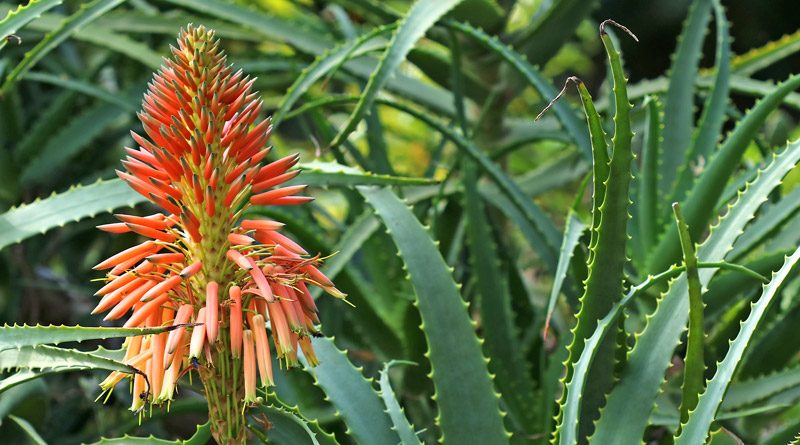 Aloe candelabro - Aloe arborescens - Flores e Folhagens