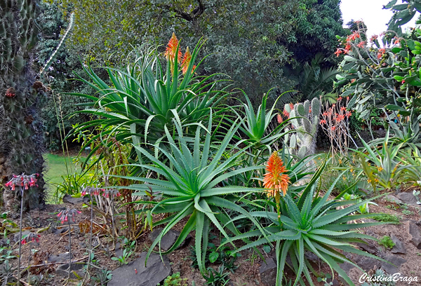 Aloe candelabro - Aloe arborescens