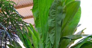 Ciclanto – Cyclanthus bipartitus
