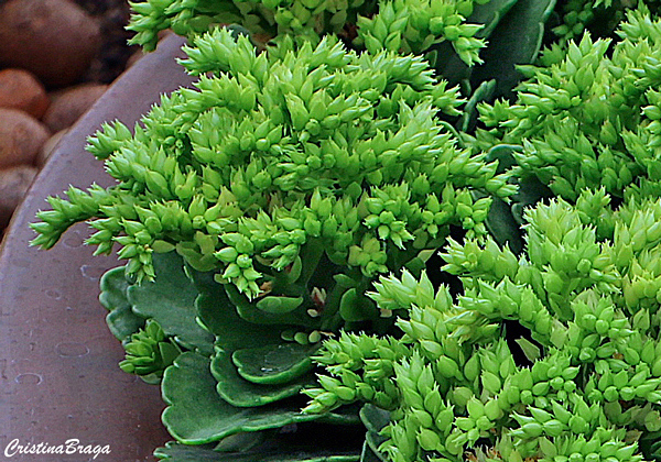 Kalanchoe rarotonga