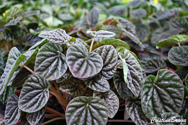 Peperômia marrom - Peperomia caperata - Flores e Folhagens