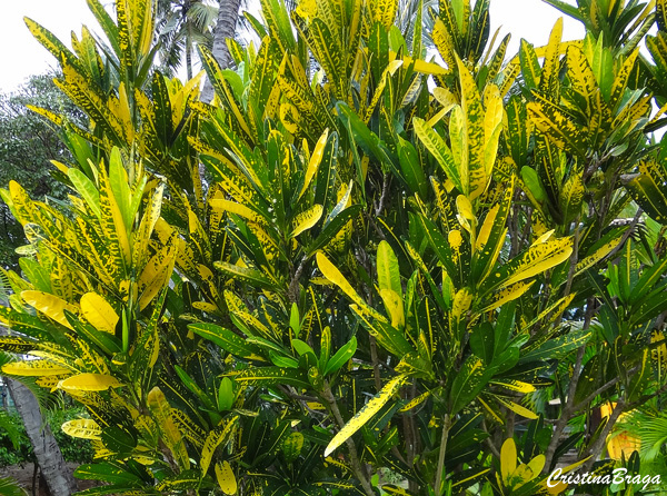 Tipos de Croton
