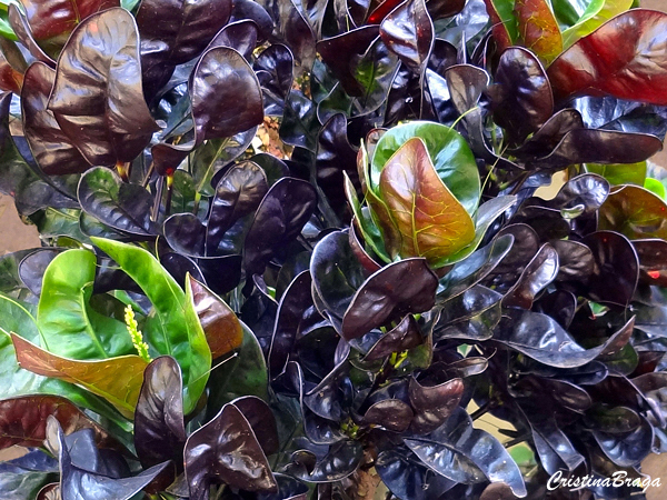 Tipos de Croton