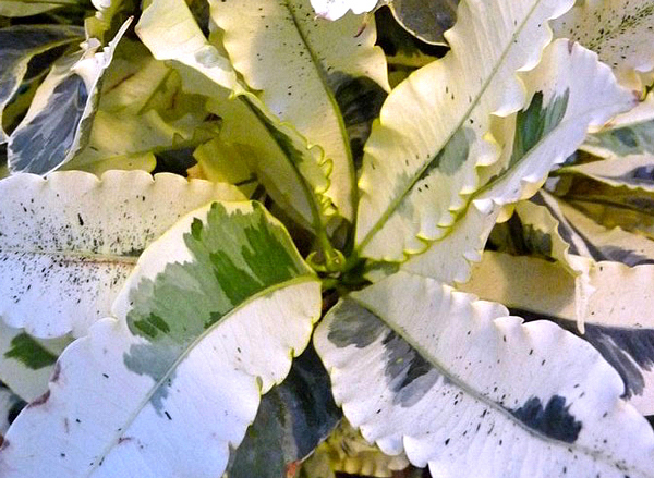 Tipos de Croton