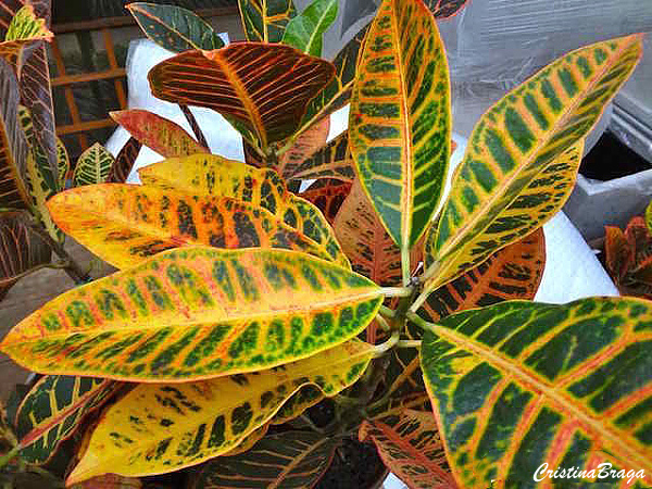 Tipos de Croton