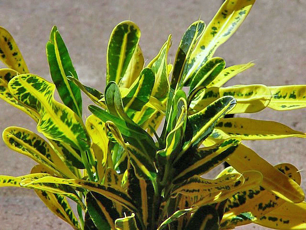 Tipos de Croton