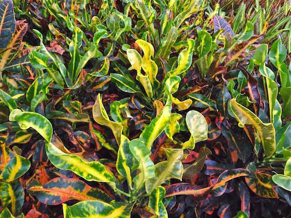 Tipos de Croton