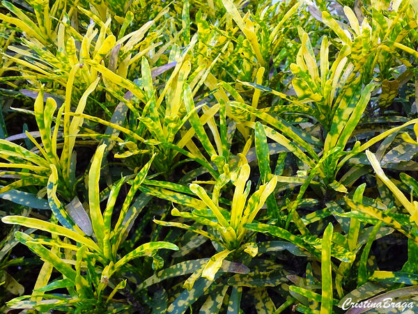 Tipos de Croton