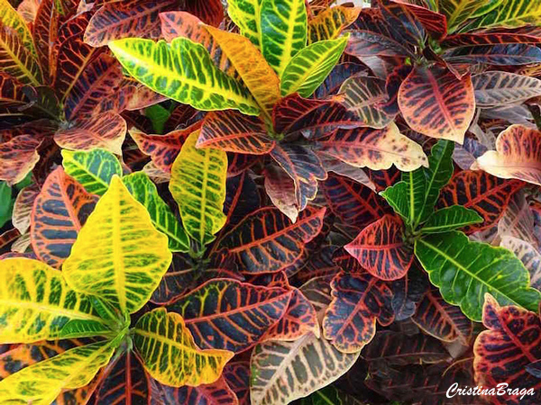 Tipos de Croton