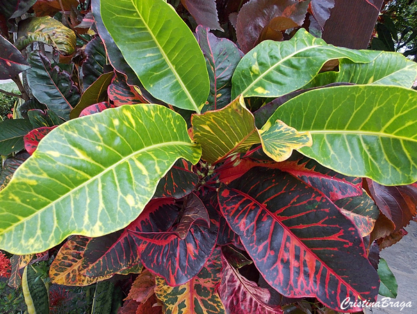 Tipos de Croton