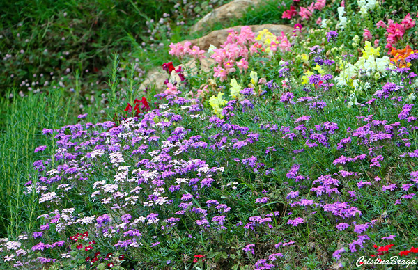 Verbena - Glandularia tenera