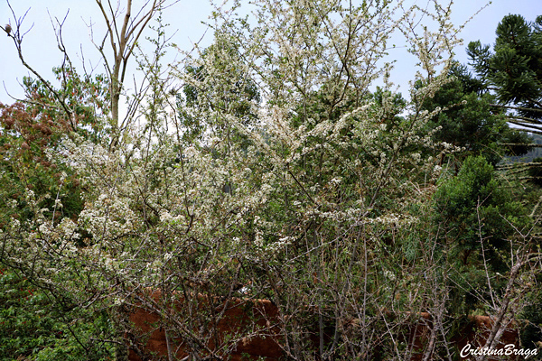 Cotoneaster Tibetano - Cotoneaster conspicuus