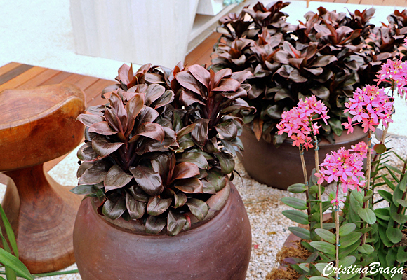 Dracena baby - Cordyline terminalis baby