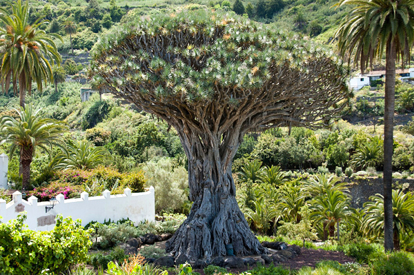 Dragoeiro - Dracaena draco