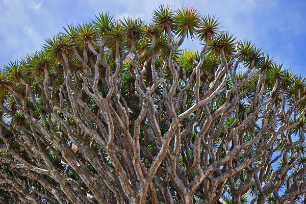 Dragoeiro - Dracaena draco