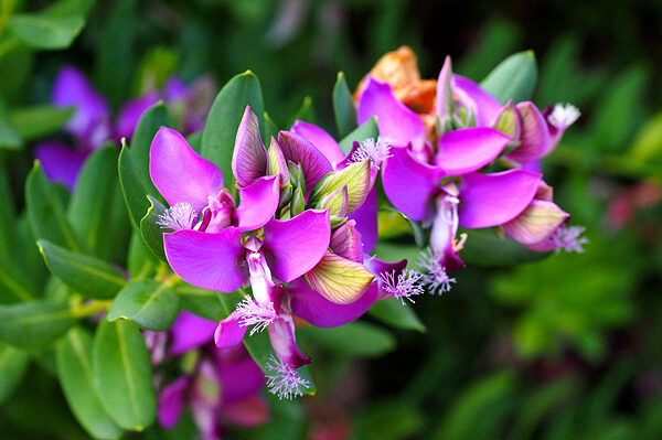 Ervilha doce - Polygala myrtifolia