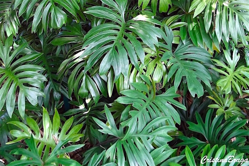 Filodendro - Philodendron radiatum