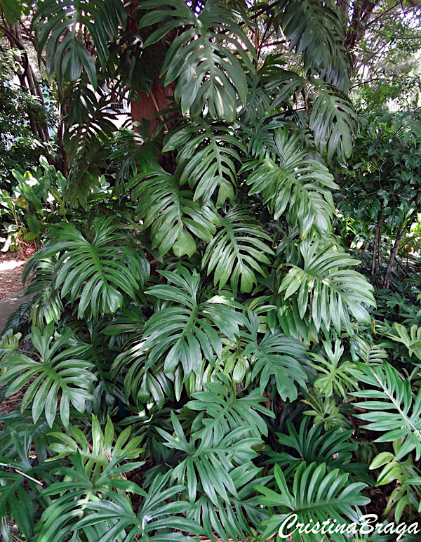 Filodendro - Philodendron radiatum