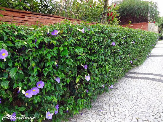 Tumbérgia arbustiva - Thunbergia erecta