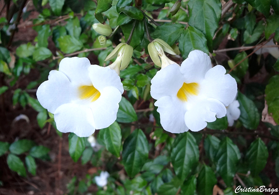 Tumbérgia arbustiva - Thunbergia erecta