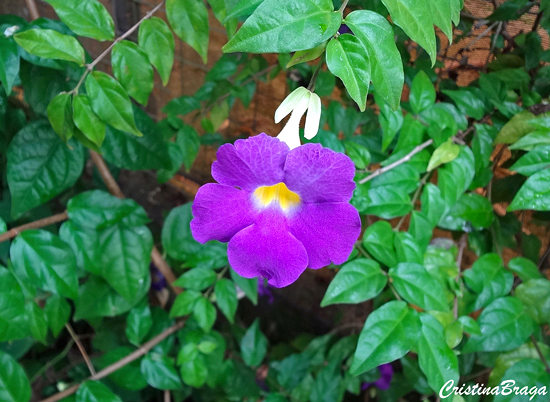 Tumbérgia arbustiva - Thunbergia erecta