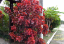 Acalifa Vermelha – Acalypha wilkesiana “Copperhead”