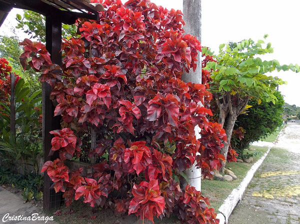 Acalifa Vermelha - Acalypha wilkesiana "Copperhead"