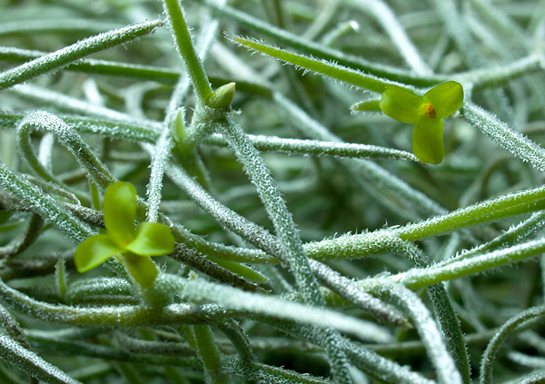 Barba de velho - Tillandsia usneoides