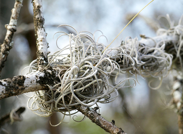 Barba de velho - Tillandsia usneoides